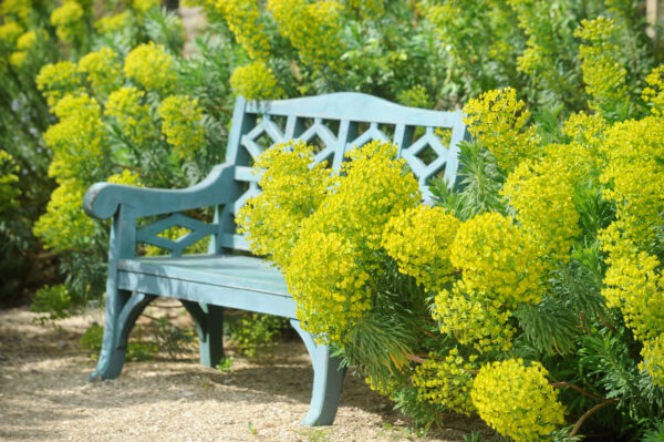 Euphorbia characias 'wulfenii'