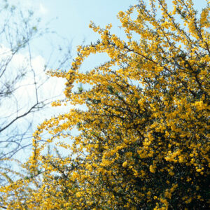 Berberis stenophylla