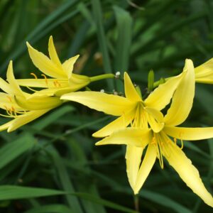 Hemerocallis citrina - Citron Daylily