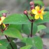 Hypericum 'magical universe' - 5L pot