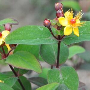 Hypericum 'magical universe'