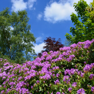 Rhododendron Blue Silver