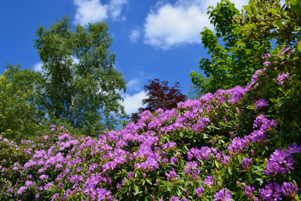 Rhododendron Blue Silver