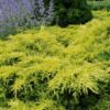 Juniperus x media 'Pfitzeriana Aurea' - 5L pot