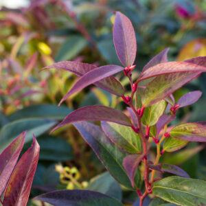Leucothoe keiskei 'Royal Ruby' (Keisk's Leucothoe)