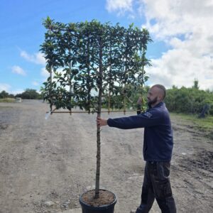 Ilex Nellie Stevens 1/2 and 3/4 Standard Espaliers