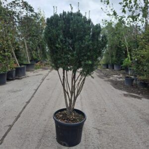 Taxus bacatta / Yew Multistem Parachute form