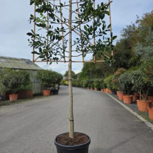Ilex Nellie Stevens 1/2 and 3/4 Standard Espaliers