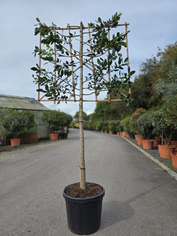 Ilex Nellie Stevens 1/2 and 3/4 Standard Espaliers - Image 3
