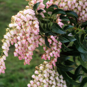 Pieris Japonicus Cupido