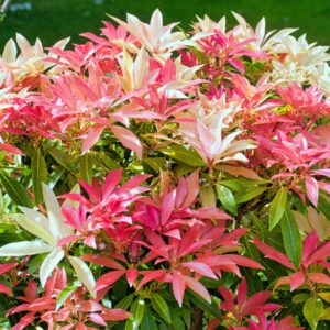 Pieris Mountain Fire