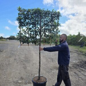 Prunus Lusitanica brenalia 1.1m stem