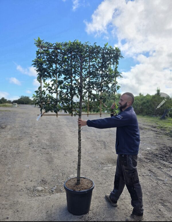 Prunus Lusitanica brenalia 1.1m stem