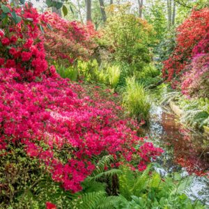 Rhododendron Addy Wery