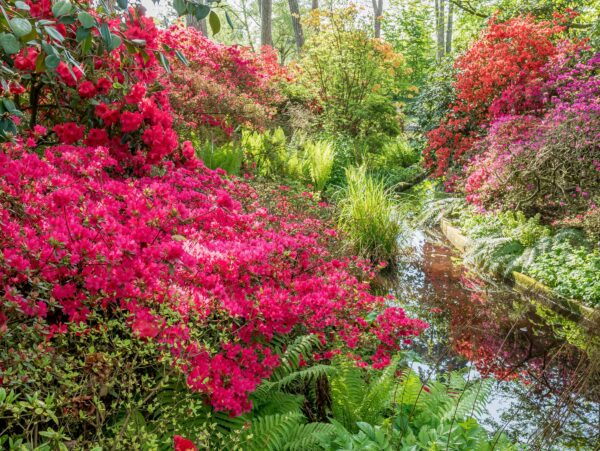 Rhododendron Addy Wery