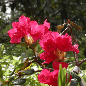 Rhododendron Abendrot