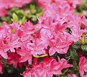 Rhododendron Anouk