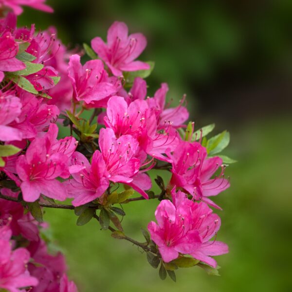 Rhododendron 'Fumiko'