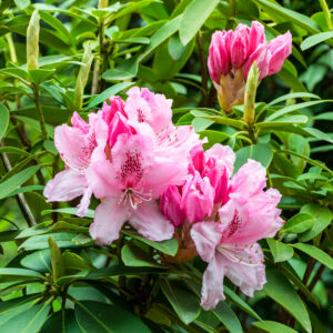 Rhododendron 'Albert Schweitzer'