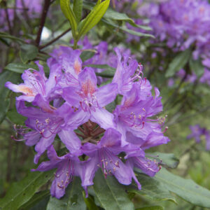 Rhododendron Arends Favorit