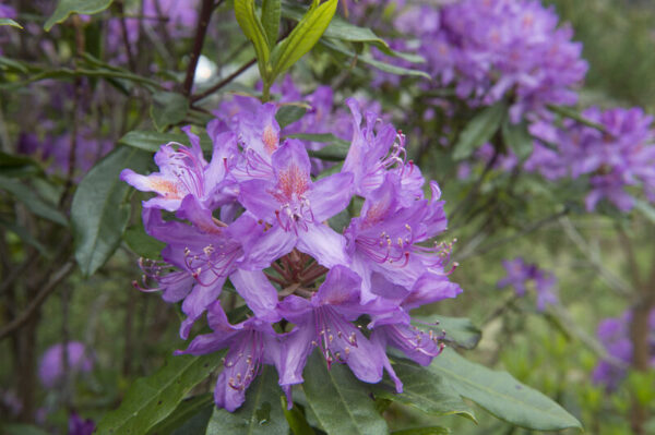 Rhododendron Arends Favorit