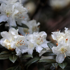 Rhododendron 'Cream Crest'