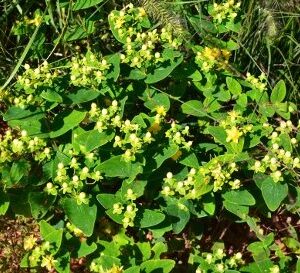 Hypericum Magical Sunshine