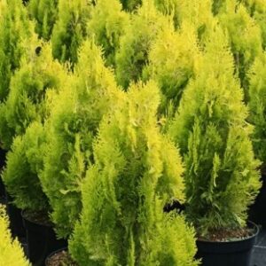 Thuja occidentalis 'Pyramidalis Aurea'