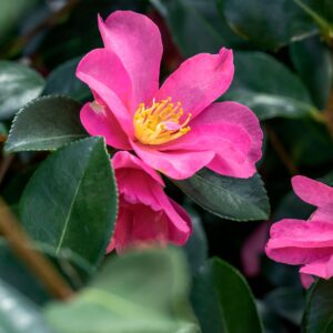Camellia Sasanqua Hiryu