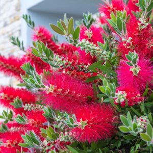 Callistemon citrinus 'splendens' 1/4 & 1/2 standard