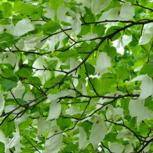 Davidia involucrata, Handkerchief Tree
