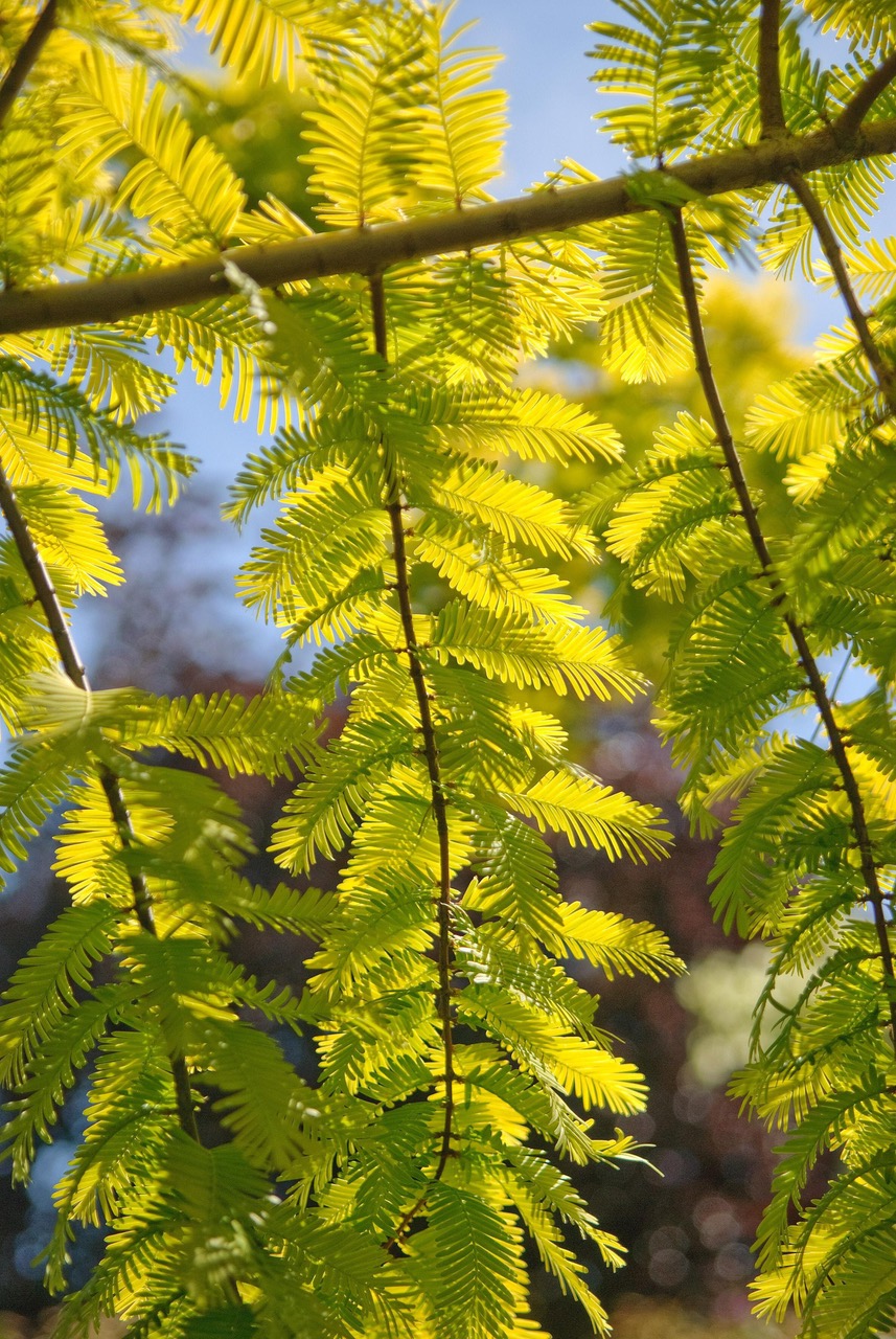 Gold Rush Dawn Redwood