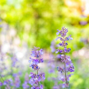 Nepeta persian blue