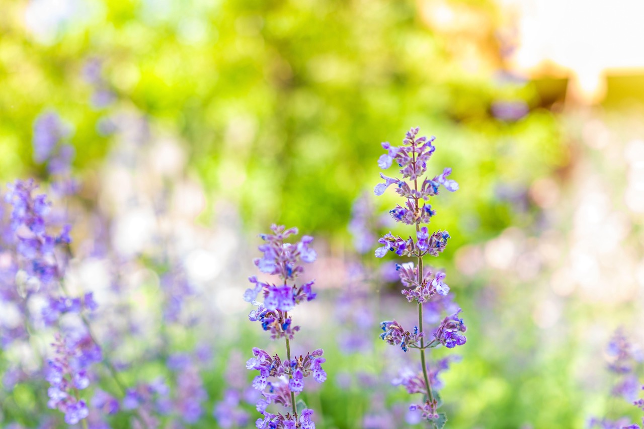 Nepeta persian blue