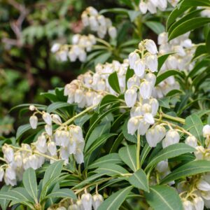 Pieris Japonica purity blooming in Ireland