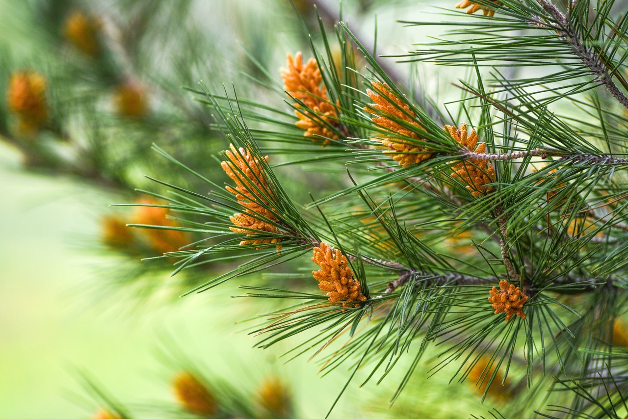 Pinus radiata, Monterey Pine