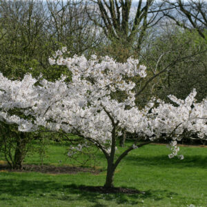 Prunus yedoensis