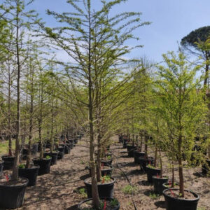 Swamp cypress