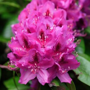 Rhododendron 'Anah Kruschke'