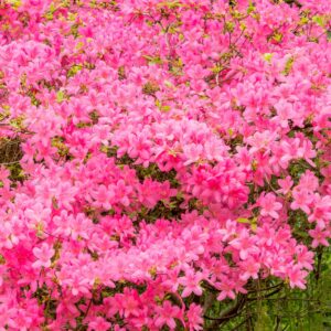 Azalea 'blannuws pink'