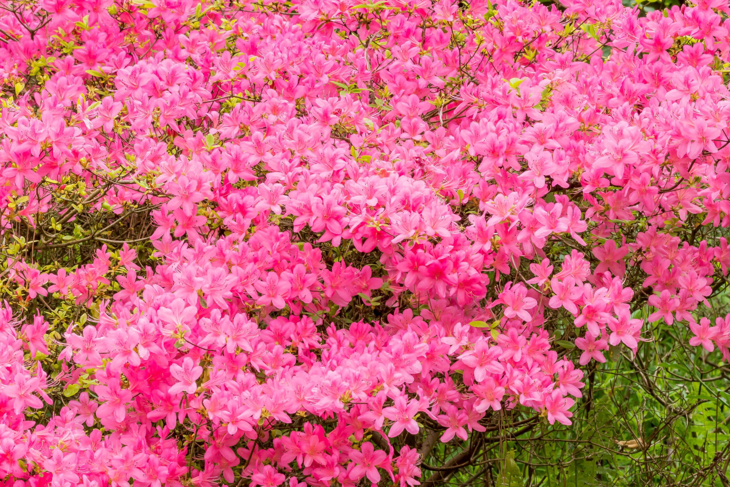 Azalea 'blannuws pink'