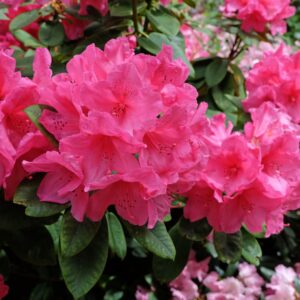 Rhododendron 'Anna Rose Whitney'