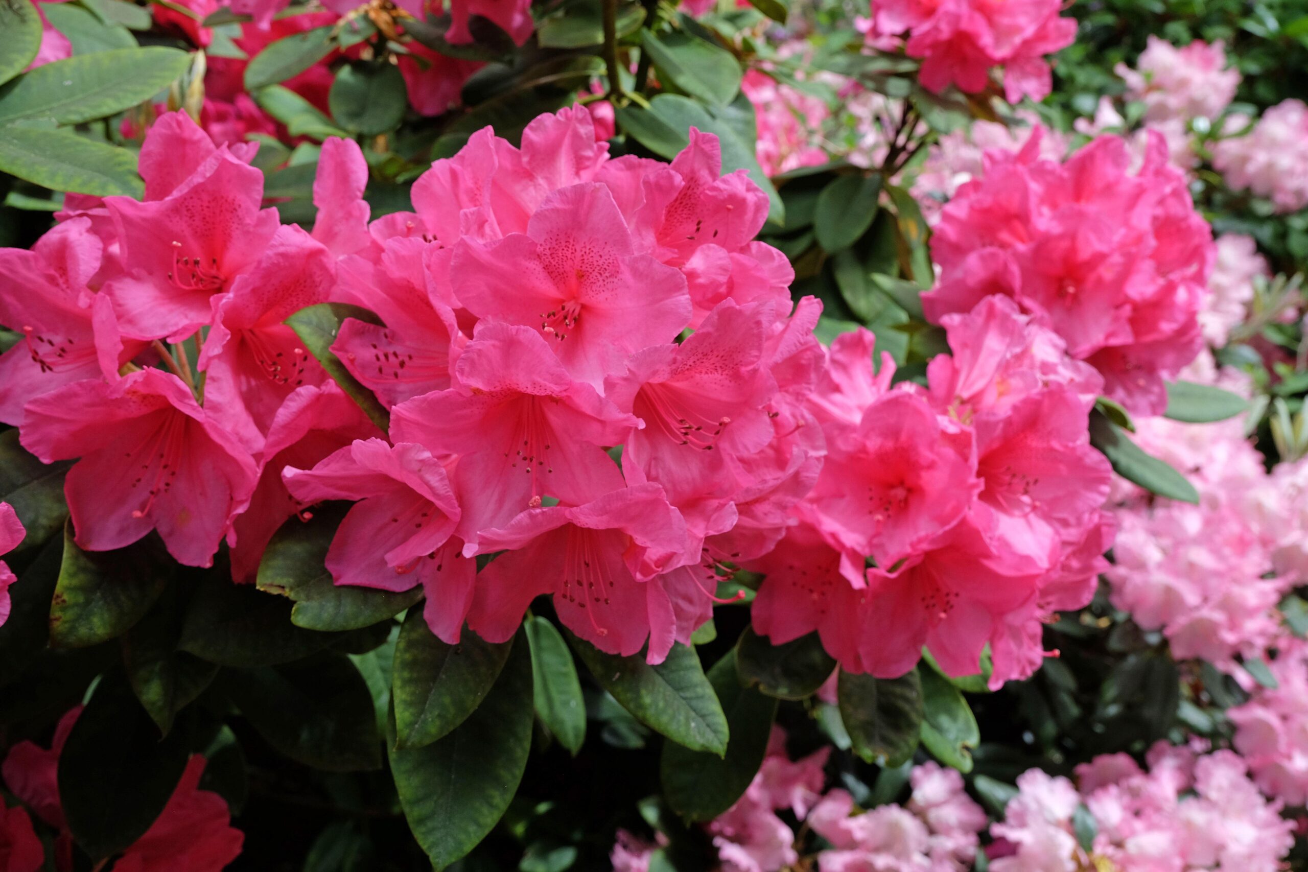 Rhododendron 'Anna Rose Whitney'