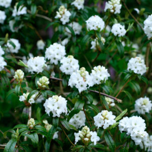 Rhododendron ‘Arctic Tern’