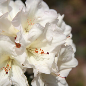 Rhododendron 'Pleasant White'