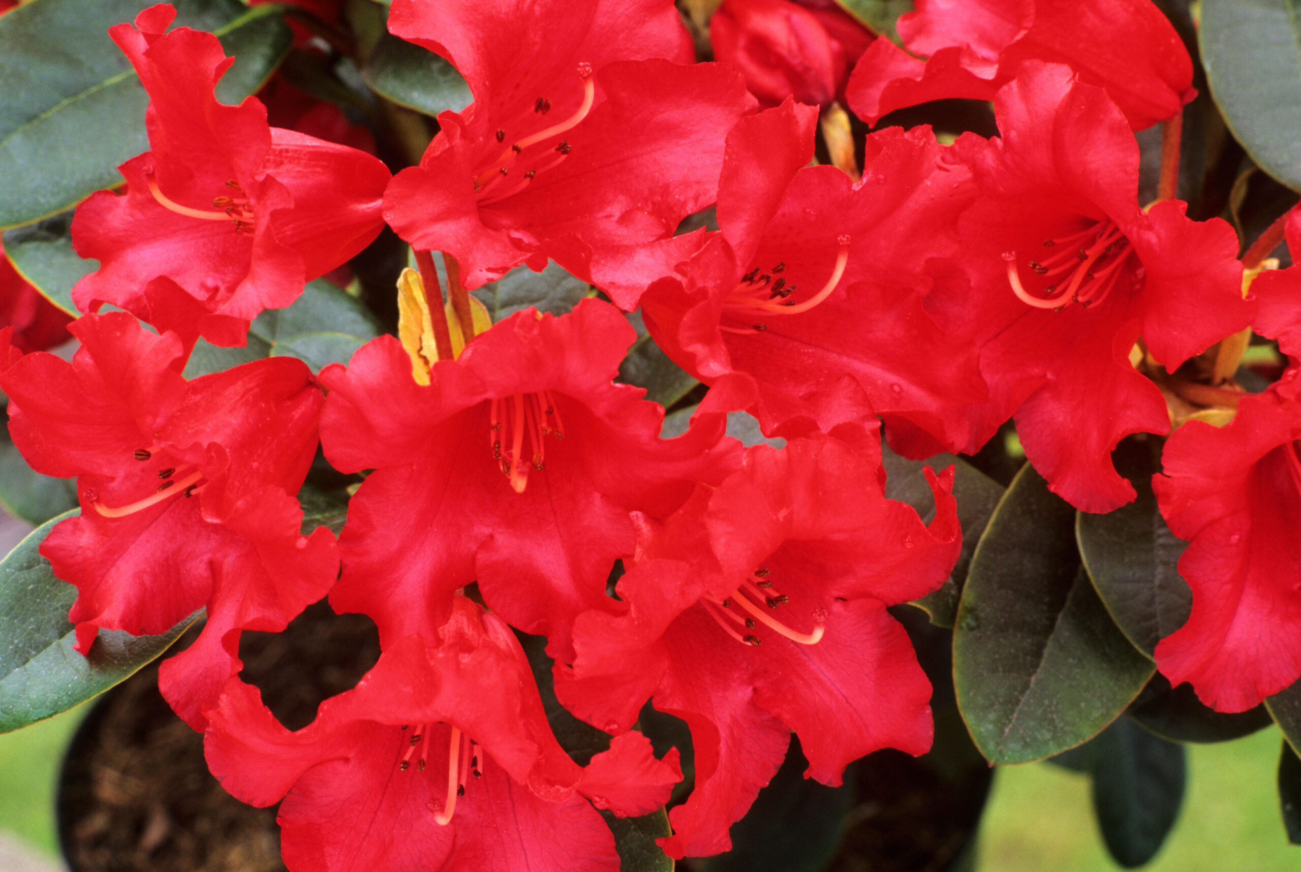 Rhododendron Bengal