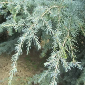 Dwarf deodar Cedar