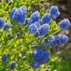 Ceanothus Burkwoodii, Californian Lilac