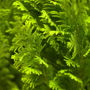 Chamaecyparis lawsonia ellwoods gold