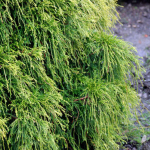 Chamaecyparis pisifera 'sungold'